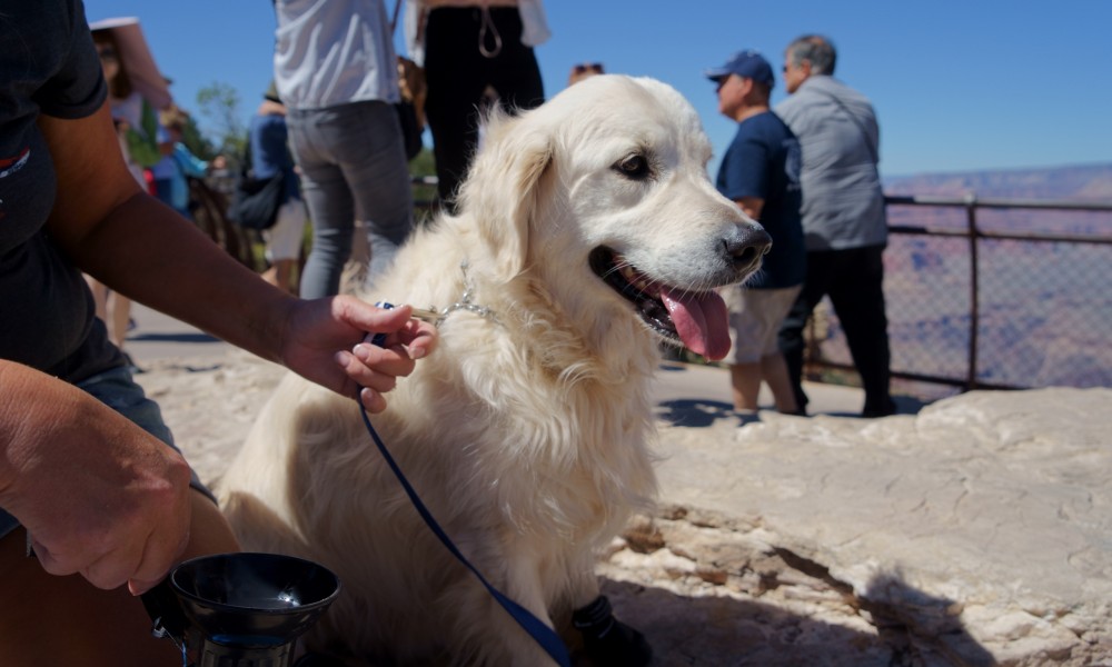 いーぬーも良い景色を見たい